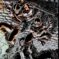 Couverture de RAPHAEL TEENAGE MUTANT NINJA TURTLE #1 - par Kevin Eastman - lecubeacomics.com